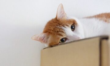 ペットと一緒に引越すときの事前準備と移動方法
