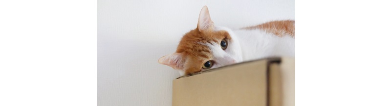 ペットと一緒に引越すときの事前準備と移動方法