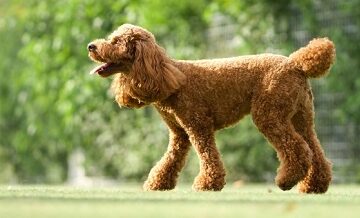 動物と安心して引越しする為の準備ガイド
