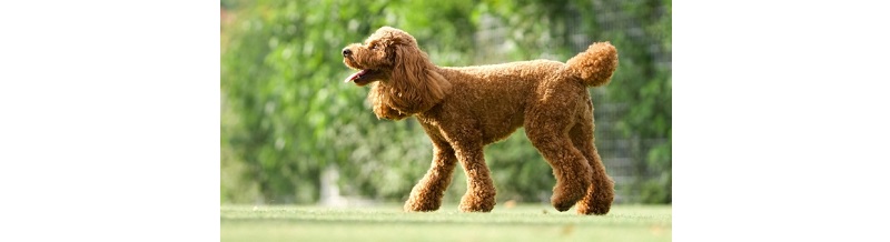 動物と安心して引越しする為の準備ガイド