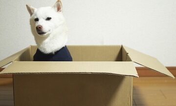 ペットと一緒の引越し、実は普通の業者では対応不可って本当？