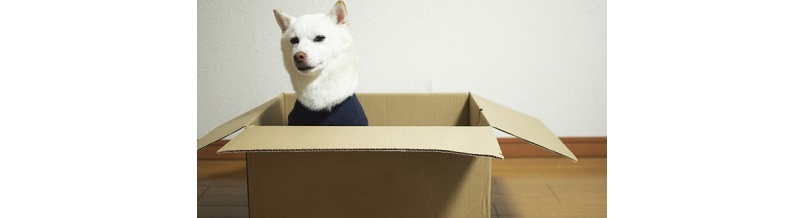 ペットと一緒の引越し、実は普通の業者では対応不可って本当？