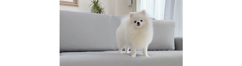 ペット同行引越しの成功事例と失敗からの改善策